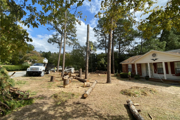 tree service