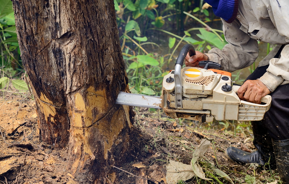 Tree removal